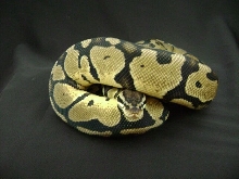 Pastel female