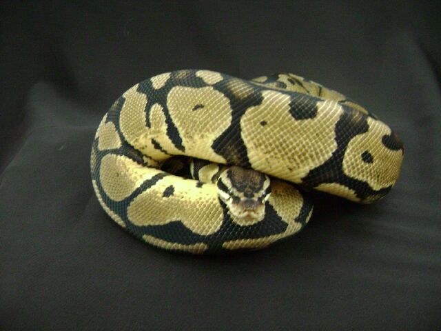 Pastel female