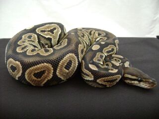 06 female cinni