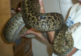Granite burm male