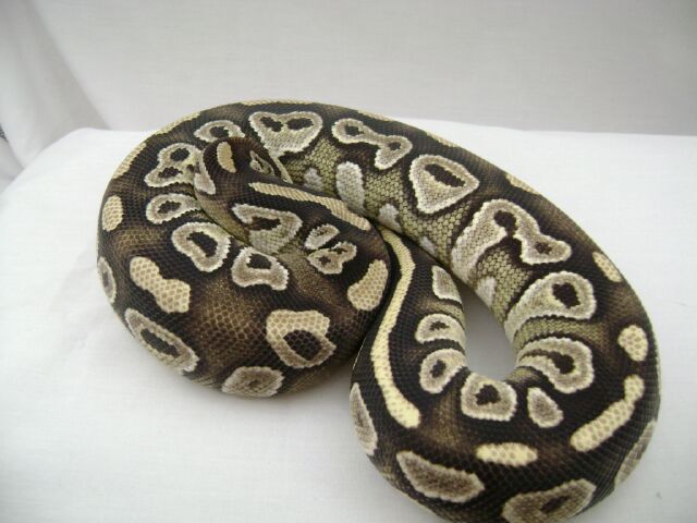 Mojave