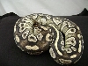 Mojave