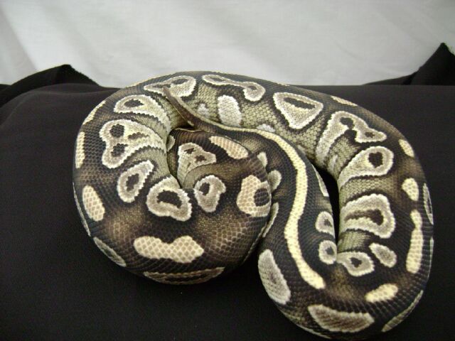 Mojave