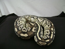 Mojave