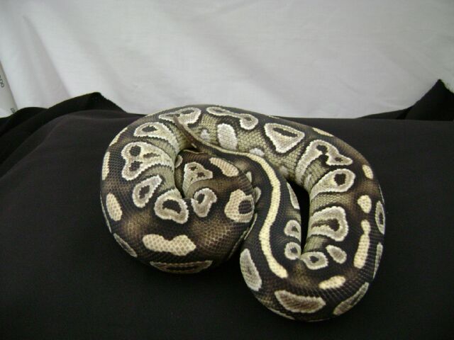 Mojave