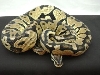 06 female pastel