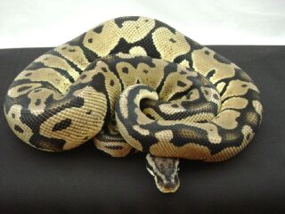 06 female pastel