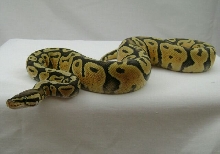 o6 male  pastel orange ghost