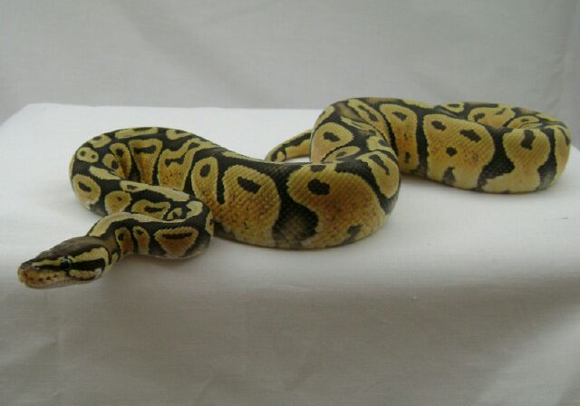 o6 male  pastel orange ghost