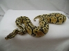 06 male pastel orange ghost