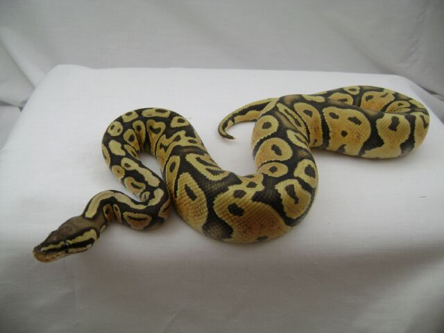 06 male pastel orange ghost