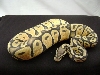 06 male pastel orange ghost