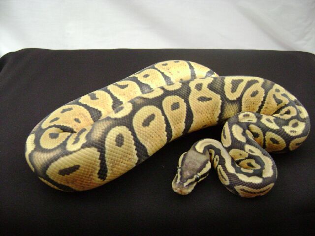 06 male pastel orange ghost