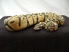 06 male pastel orange ghost