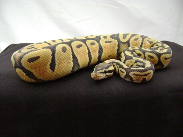 06 male pastel orange ghost
