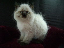 Popi  Seal point