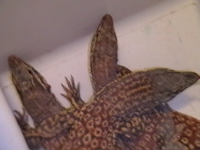trio of red ackies