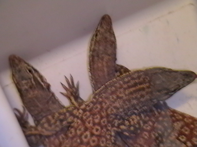 trio of red ackies