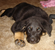 Wafer 13 weeks