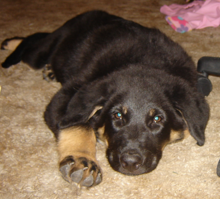 Wafer 13 weeks