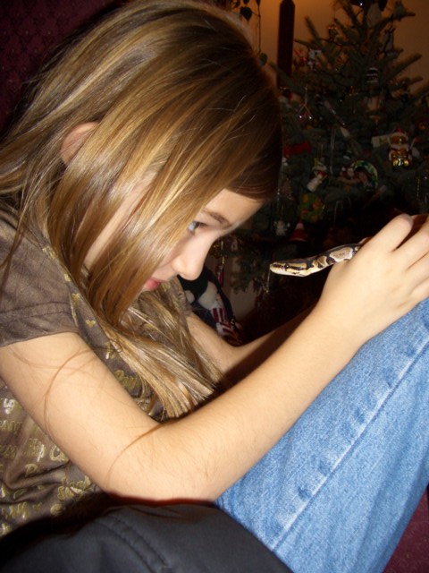 with baby ball python