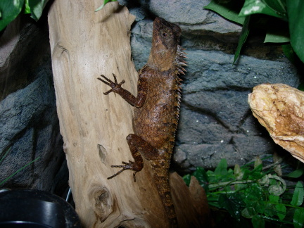 Marilyn gravid
