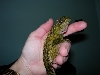 male armata