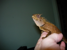 female armata