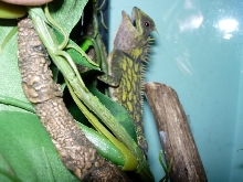 Male again