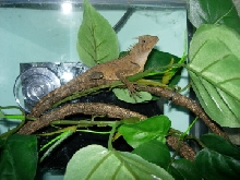 Female again