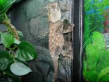 armata female?