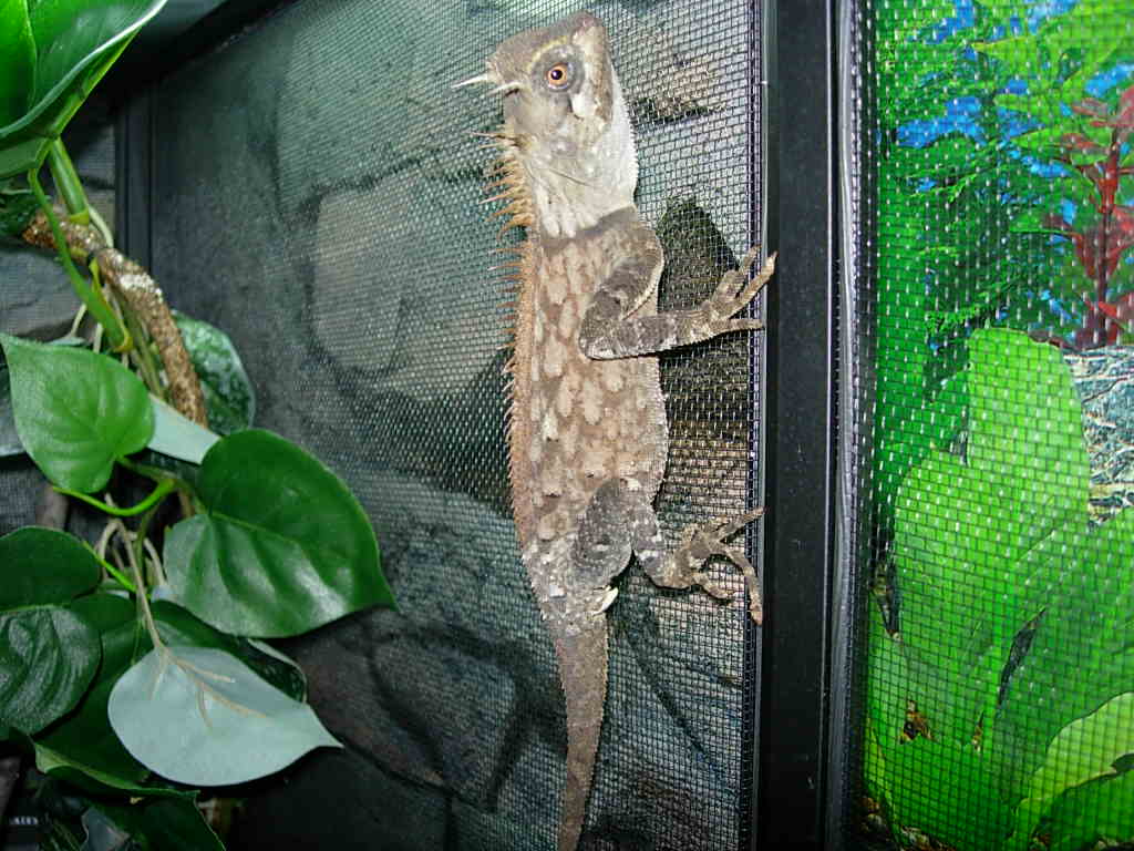 armata female?