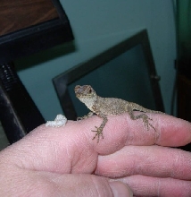 Baby eating 1