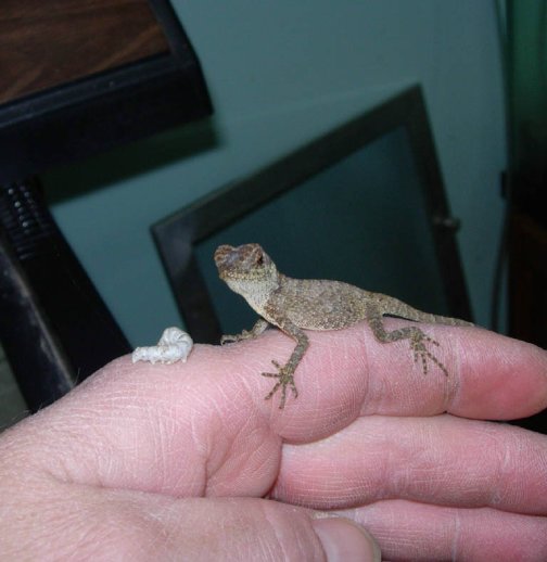 Baby eating 1