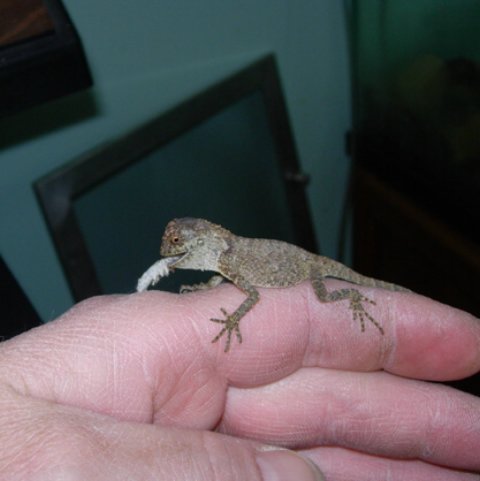 Baby eating 2