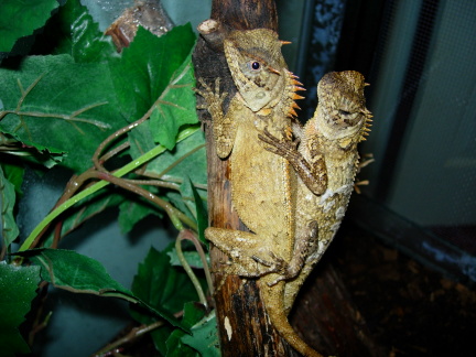 Sisters