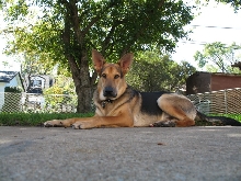 Bruiser@10 Months