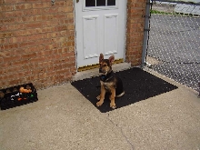 Our Bruiser