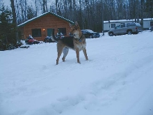 Bruiser on vacation in the Michigan U.P.