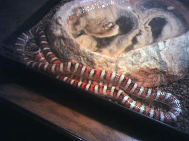 Chihuahua Mountain Kingsnake