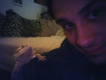 Bearded Dragon