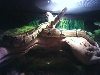 Ball Python