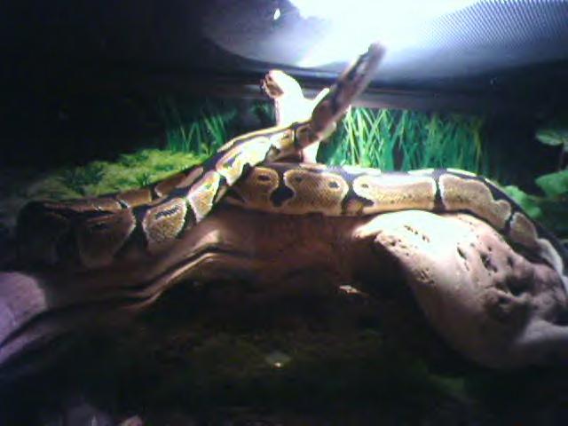 Ball Python