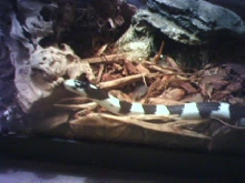 California Kingsnake