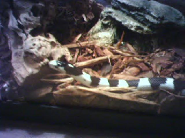 California Kingsnake