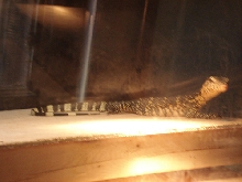Sumatran Water Monitor