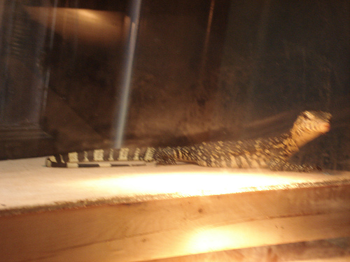 Sumatran Water Monitor