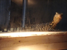 Sumatran Water Monitor