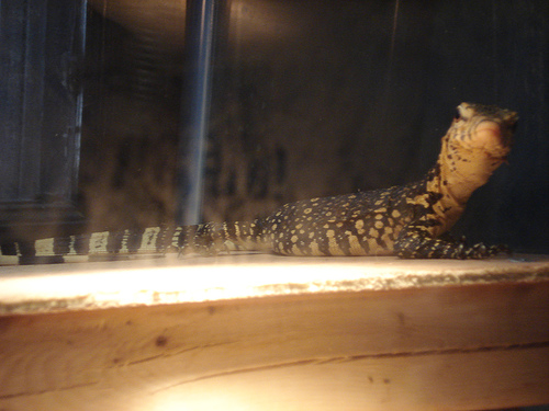 Sumatran Water Monitor