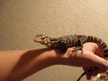 Sumatran Water Monitor